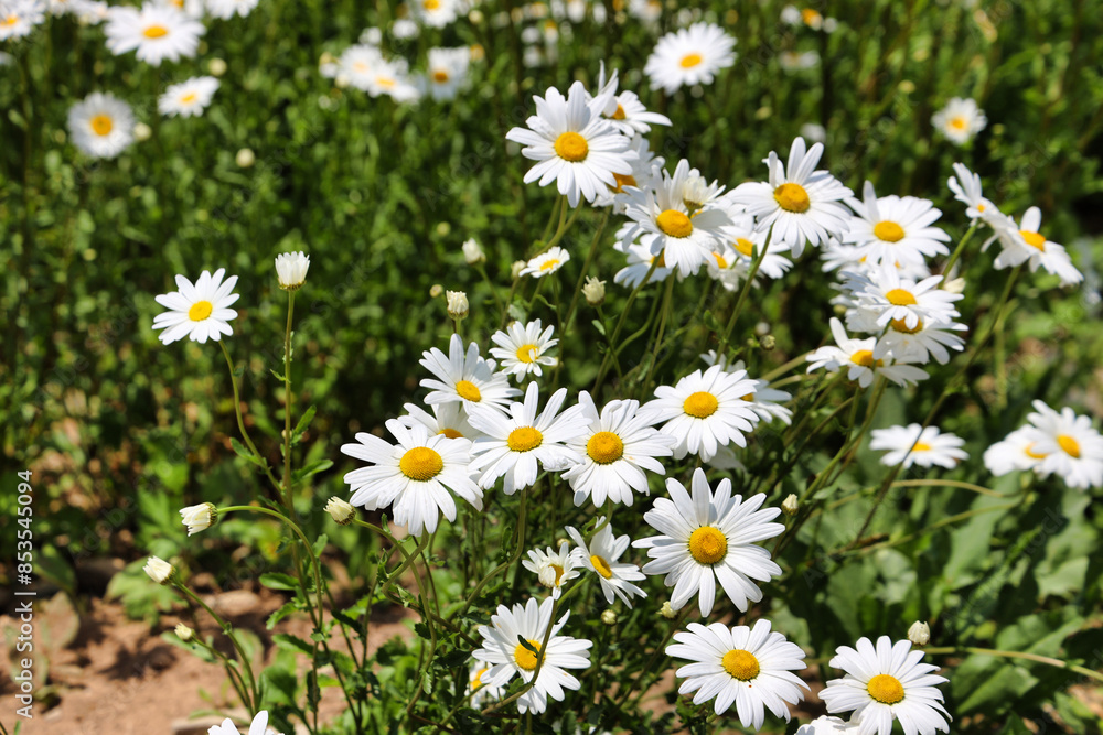 Pyeongchang Yukbaekmajigi, where daisies bloom 데이지가 만개한 평창 육백마지기 Pyeongchang Yukbaekmajigi, where daisies bloom 데이지가 만개한 평창 육백마지기