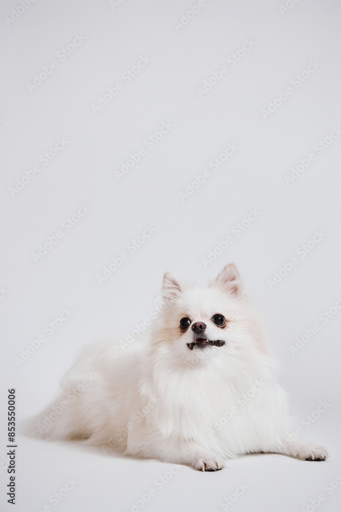 Obraz premium Minimal portrait of cute white Spitz dog looking at camera on white background with copy space
