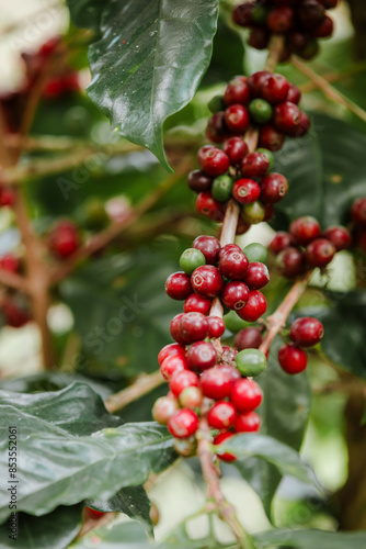 organic arabica coffee with farmer harvest in farm.harvesting Robusta and arabica  coffee berries by agriculturist hands,Worker Harvest arabica coffee berries on its branch, harvest concept.