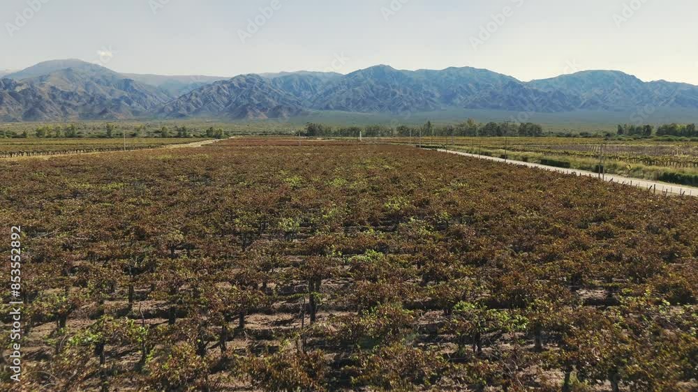Vineyard sustainable grape production, organic farming field in Argentina Vineyard sustainable grape production, organic farming field in Argentina