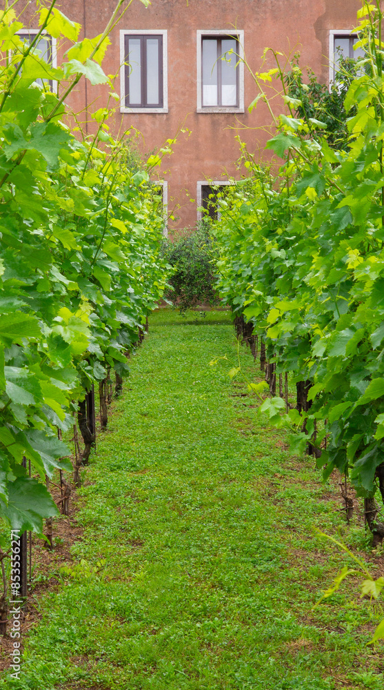 Pretty little vineyard in the heart of a small monastery in Venice, Italy Pretty little vineyard in the heart of a small monastery in Venice, Italy