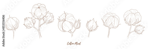 Vector cotton plant with flower and leaves line art illustration, graphic line cotton plant combination. Cotton branch. Cotton flower. Great for any designs, textile, art, walls, package