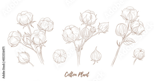 Vector cotton plant with flower and leaves line art illustration, graphic line cotton plant combination. Cotton branch. Cotton flower. Great for any designs, textile, art, walls, package