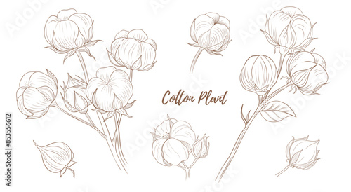 Vector cotton plant with flower and leaves line art illustration, graphic line cotton plant combination. Cotton branch. Cotton flower. Great for any designs, textile, art, walls, package