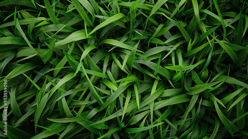 Outdoor Lush Green Grass Texture Outdoor Lush Green Grass Texture