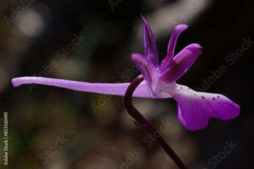 Flower of the Troodos orchid (Orchis troodi) with long spur, lateral view, Cyprus photo