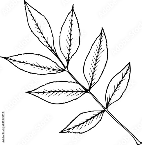 Ash leaf vector illustration in line art style isolated on a white background.