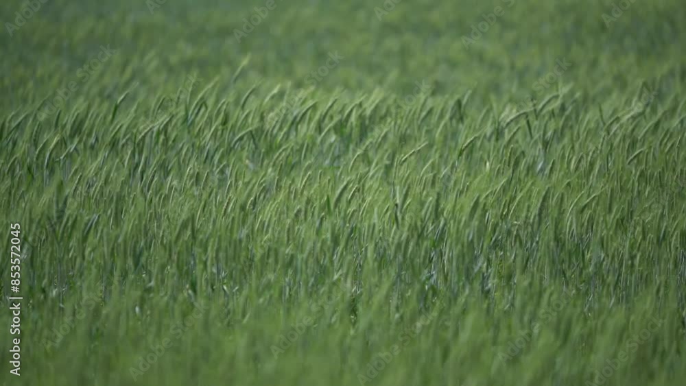 field of grass in the wind - calm landscape view in the summer relaxing slow motion field of grass in the wind - calm landscape view in the summer relaxing slow motion