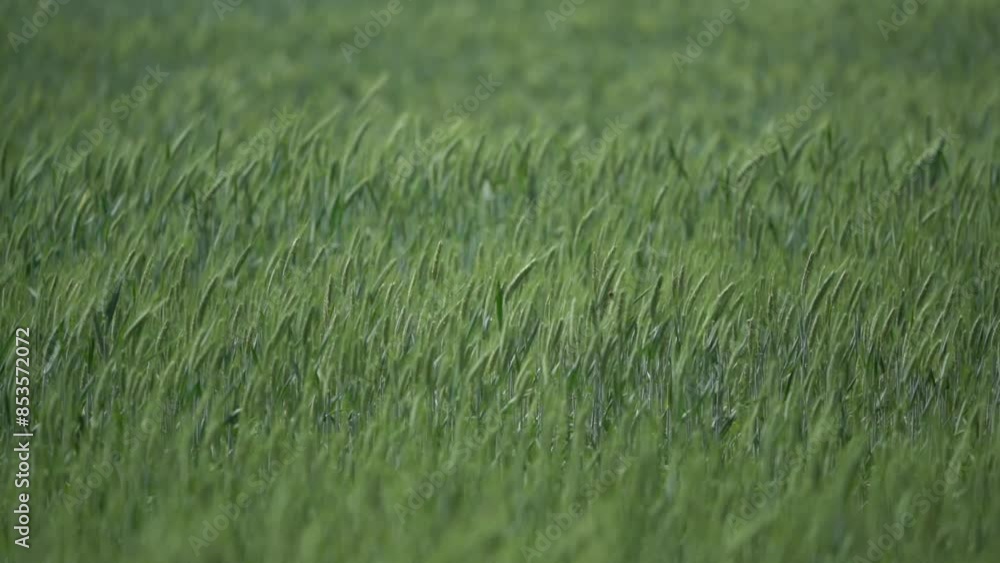field of grass in the wind - calm landscape view in the summer field of grass in the wind - calm landscape view in the summer