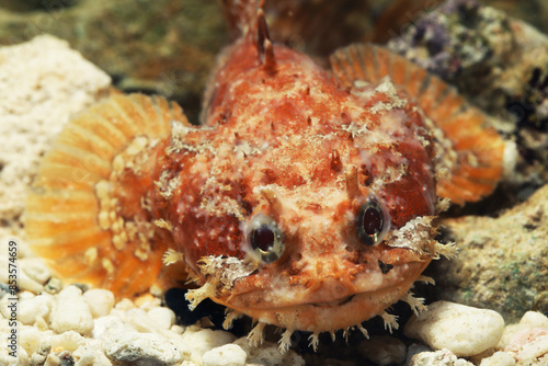 Schilderij op canvas Orange Gulf toadfish (Opsanus beta)