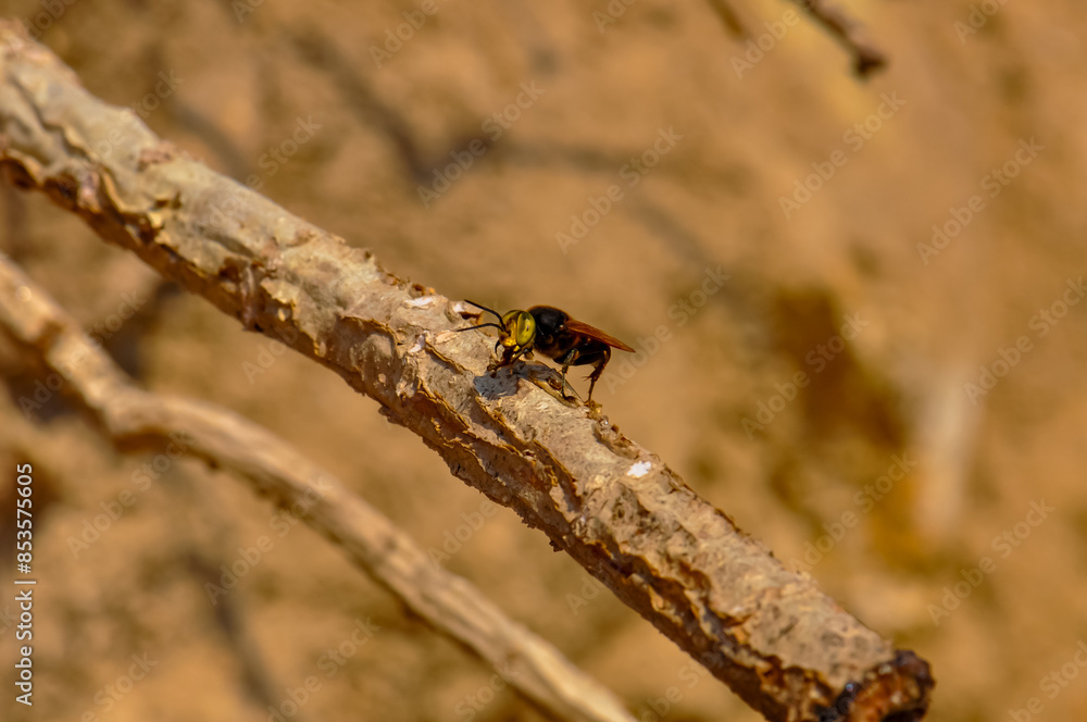 Macro photo of a hornet in Thailand Macro photo of a hornet in Thailand