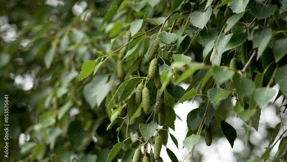 Birch branches with green leaves and seed pods swaying softly in the summer evening wind Birch branches with green leaves and seed pods swaying softly in the summer evening wind