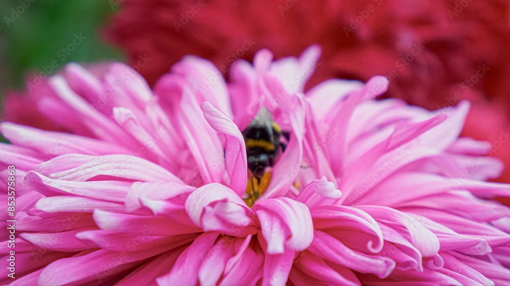 Flower. Chrysanthemum. A bee on a flower. Botanical Garden. Gardening Flower. Chrysanthemum. A bee on a flower. Botanical Garden. Gardening
