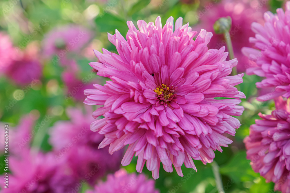 Flower. Chrysanthemum. Botanical Garden. Gardening Flower. Chrysanthemum. Botanical Garden. Gardening