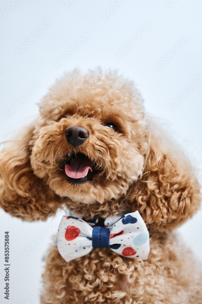 Vertical portrait of cute Maltipoo puppy with bowtie looking happy in studio against white background Vertical portrait of cute Maltipoo puppy with bowtie looking happy in studio against white background