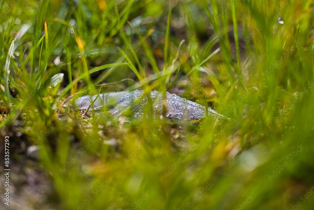Naklejka premium Feather in the meadow 