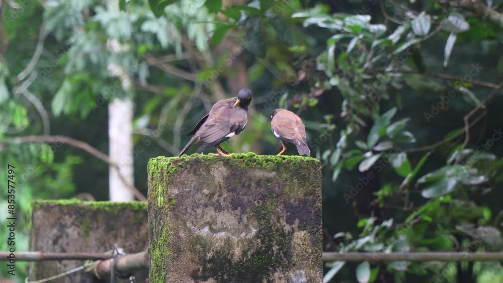 Two Common myna birds (Indian myna) grooming sitting on a concrete pillar outside. Acridotheres tristis Two Common myna birds (Indian myna) grooming sitting on a concrete pillar outside. Acridotheres tristis