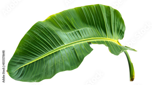 Banana green leaf isolated on white