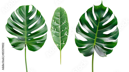 Tropical green leaves  isolate on transparency background PNG