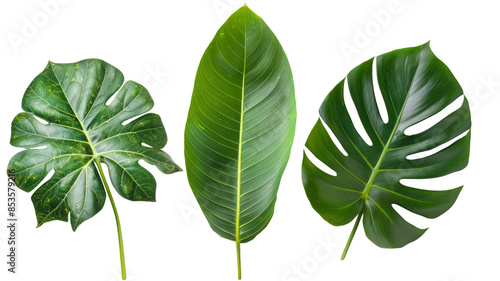 three green leaves isolated on white background