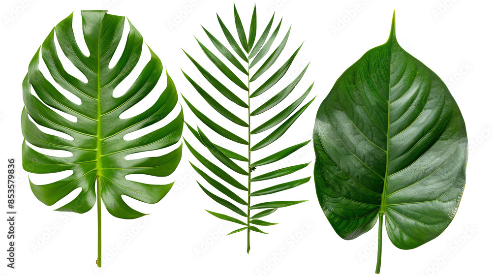 Different green leaves isolated on white background PNG Different green leaves isolated on white background PNG