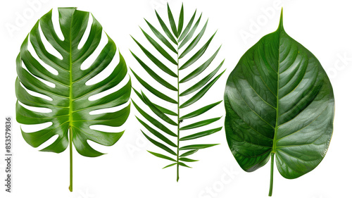 Different green leaves isolated on white background PNG