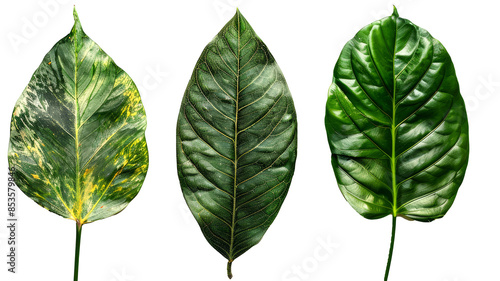 green leaves isolated on white background PNG