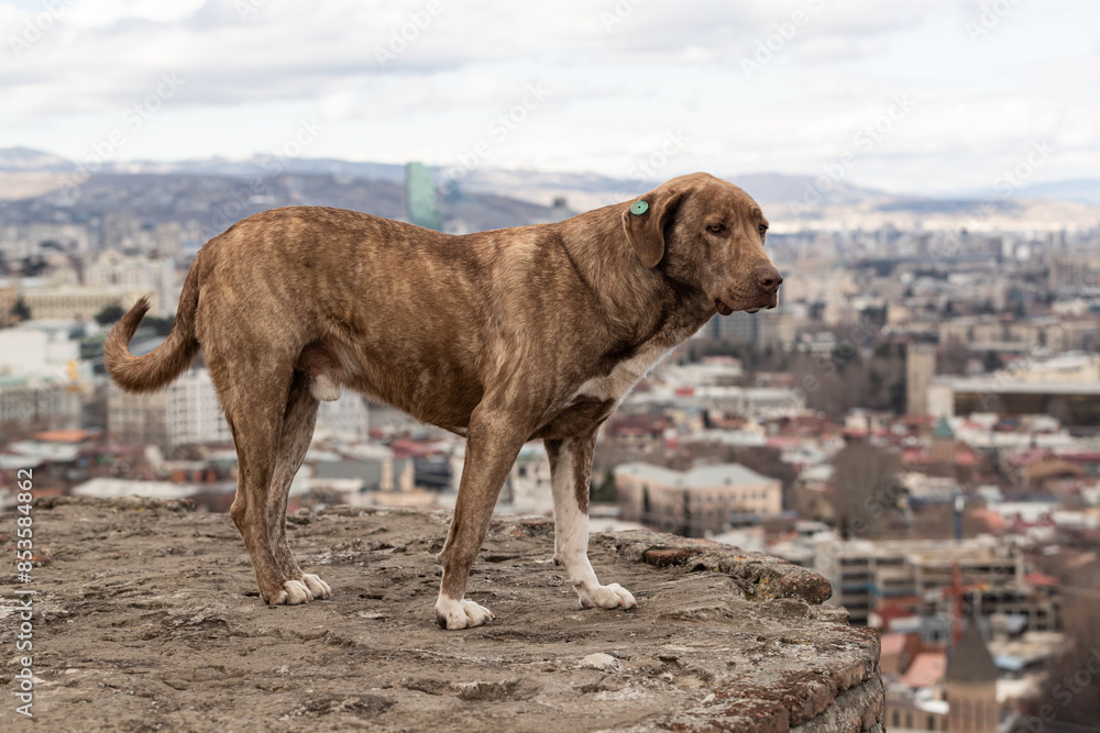 Stray dog at the ruins of the Narikala fortress in Tbilisi Stray dog at the ruins of the Narikala fortress in Tbilisi