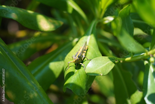 Valanga nigricornis, commonly known as the Java grasshopper or Javanese grasshopper, is a species of large grasshopper found in Southeast Asia.|蝗蟲 photo