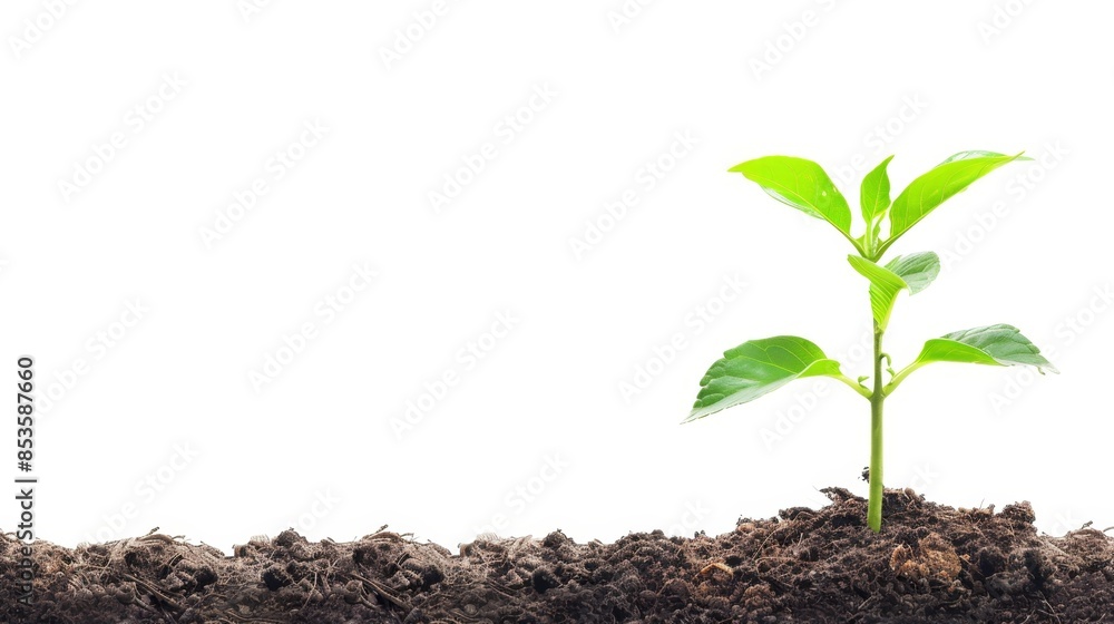 Young plant sprouting from rich soil symbolizing on white background Young plant sprouting from rich soil symbolizing on white background