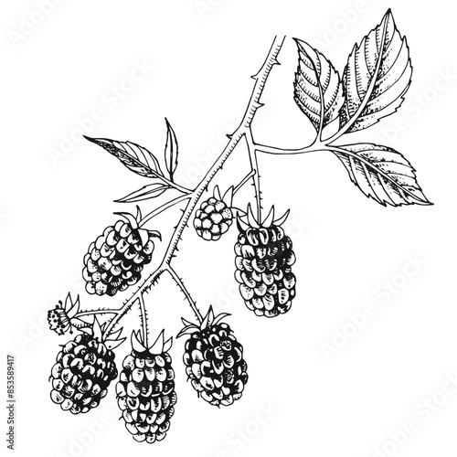 Blackberries branch with ripe berries
