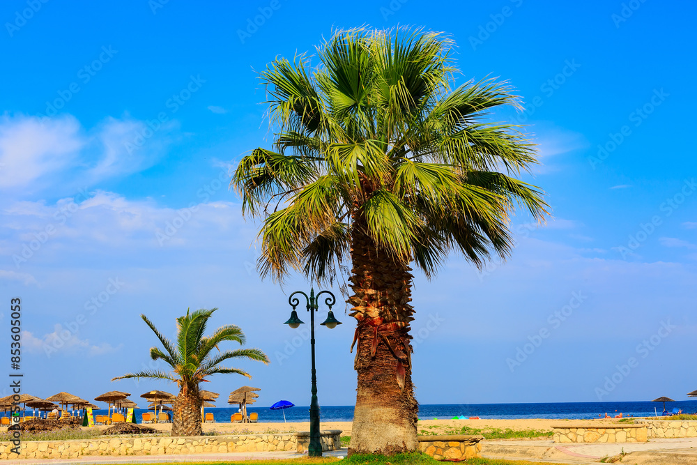 Obraz premium Palm tree at sandy beach, sea