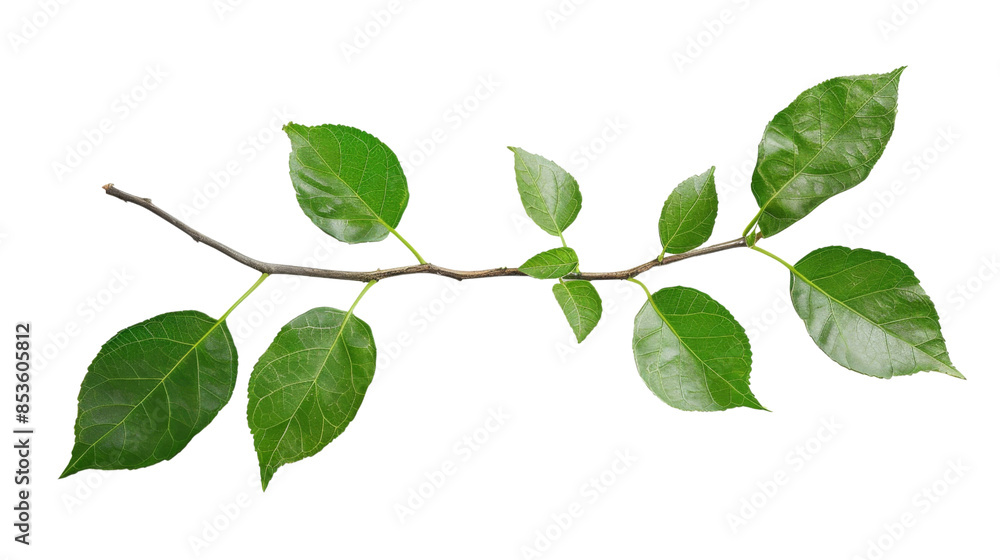 Green tea leaves Green tea leaves