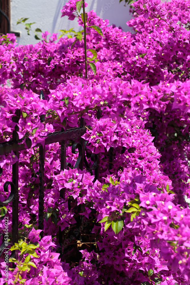 Purple Bougainvillea flower on fence Purple Bougainvillea flower on fence