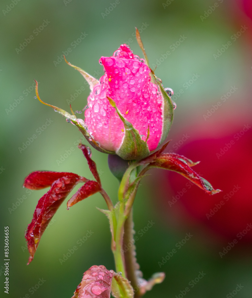 Rose flower in drops of water in the park Rose flower in drops of water in the park