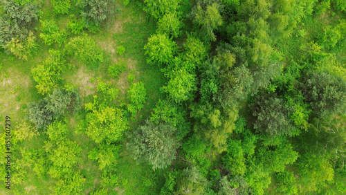 forest wilderness shown top down. vibrant green.