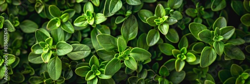 Thyme texture background, thymus leaf banner, Thymus vulgaris pattern, fresh herbal leaves banner photo