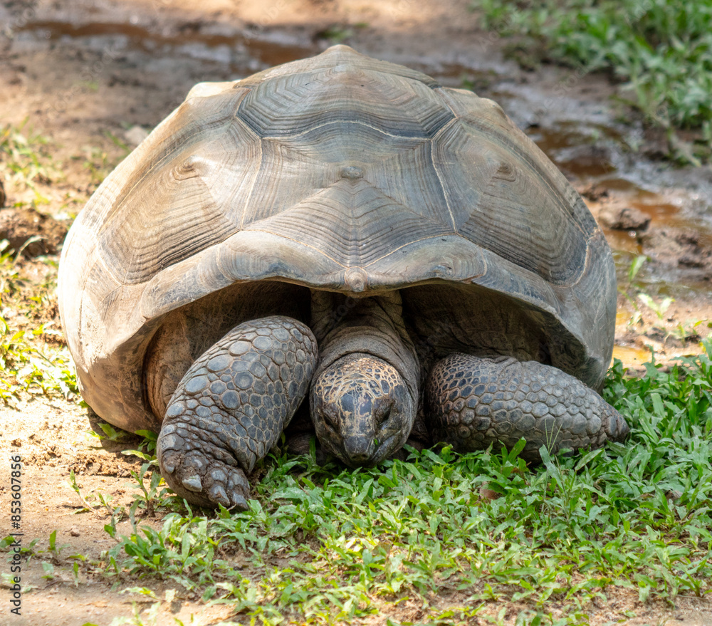 Portrait of a turtle in the park Portrait of a turtle in the park