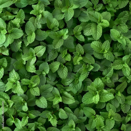 Wallpaper Mural Many fresh lemon balm leaves texture background, fragrant spices pattern, Melissa officinalis mockup Torontodigital.ca