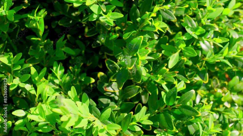 Close up of the leaves of the Common Box bush Close up of the leaves of the Common Box bush