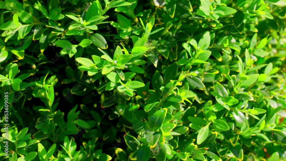 Close up of the leaves of the Common Box bush Close up of the leaves of the Common Box bush