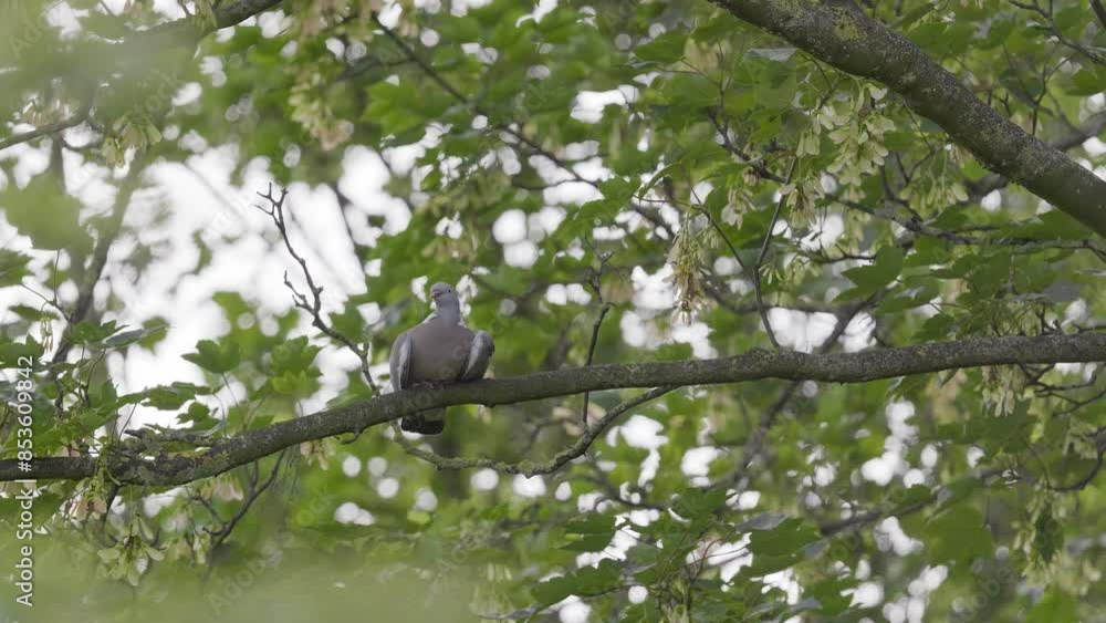 Wood Pigeon resting perched in a sycamore tree Wood Pigeon resting perched in a sycamore tree