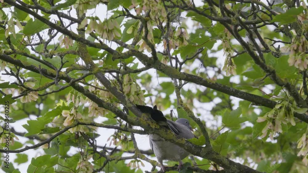 Wood pigeon sitting in a tree with warm sunset lighting. Wood pigeon sitting in a tree with warm sunset lighting.