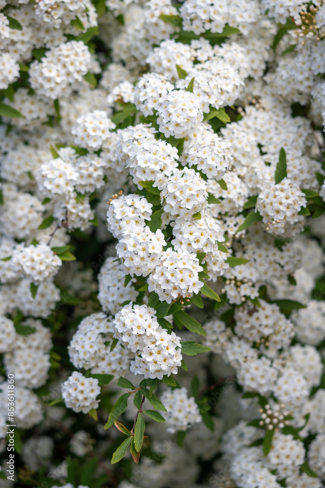 White flowers of fruit plants in nature in spring. White flowers of fruit plants in nature in spring.