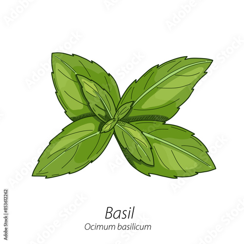 Basil Kitchen Herb Colorful Vector Hand Drawn Illustration