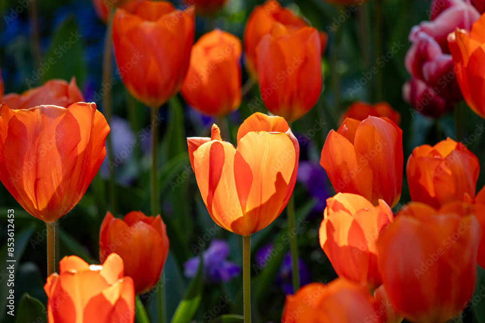 Tulips in the garden in nature in spring. Tulips in the garden in nature in spring.