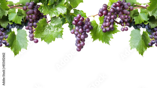 Wallpaper Mural Vine and grapes on a transparent background Torontodigital.ca