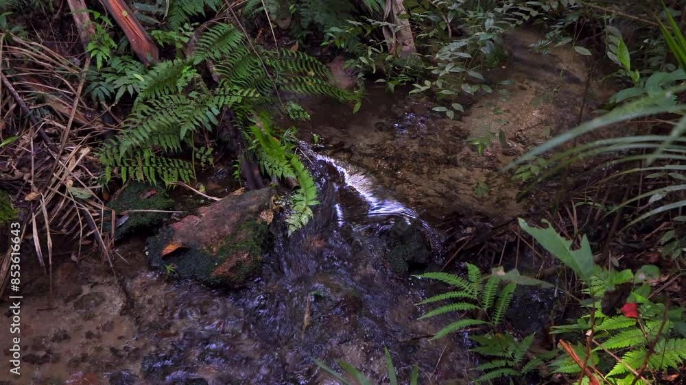 running clear stream close up in cloud forest running clear stream close up in cloud forest