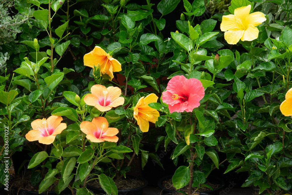 A group of flowers with yellow and orange petals and pink flowers A group of flowers with yellow and orange petals and pink flowers
