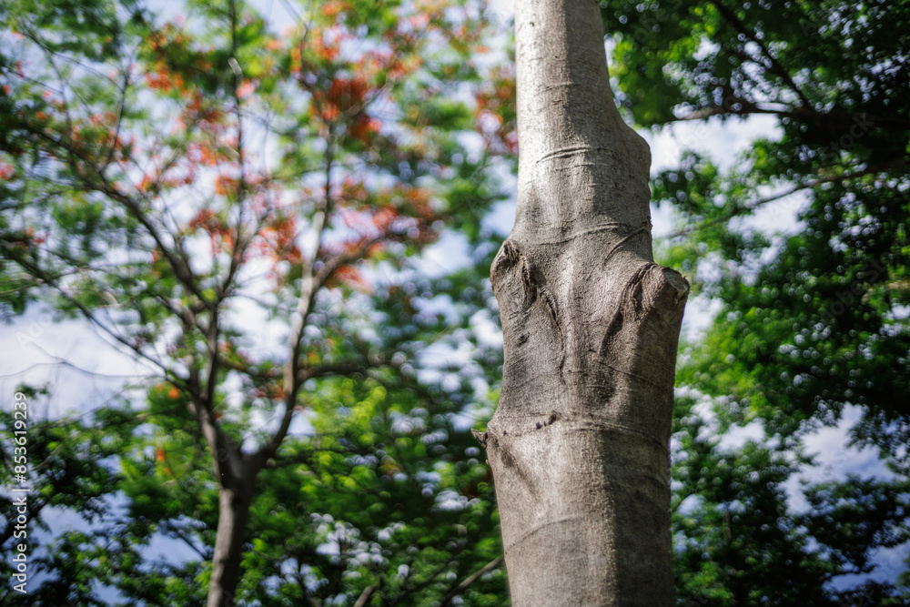 Fototapeta premium tree bark texture in green forest park with morning sunlight, beautiful bokeh for background, shallow depth of field